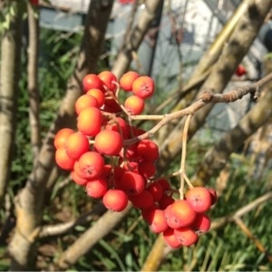 Photographie n°185334 du taxon Sorbus aucuparia L. [1753]