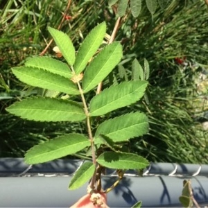 Photographie n°185335 du taxon Sorbus aucuparia L. [1753]