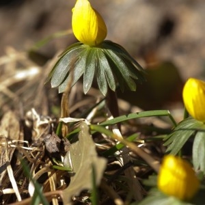 Photographie n°185399 du taxon Eranthis hyemalis (L.) Salisb. [1807]