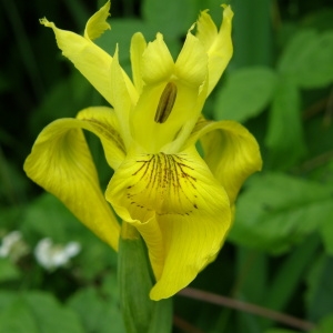 Photographie n°185400 du taxon Iris pseudacorus L. [1753]