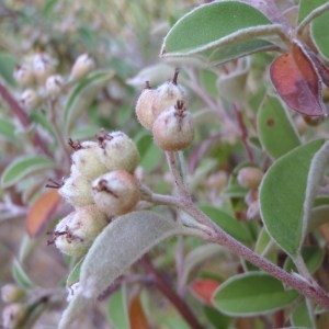 Photographie n°185451 du taxon Cotoneaster tomentosus Lindl. [1822]