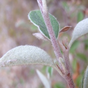 Photographie n°185452 du taxon Cotoneaster tomentosus Lindl. [1822]