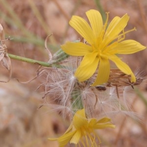 Chondrilla juncea L. (Chondrille à tiges de jonc)
