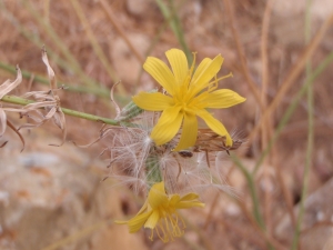 Genevieve Botti, le  6 septembre 2013 (Cassis (Revestrel))