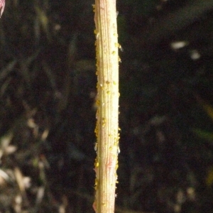 Photographie n°185513 du taxon Nerium oleander L. [1753]