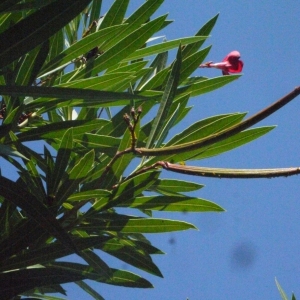 Photographie n°185517 du taxon Nerium oleander L. [1753]