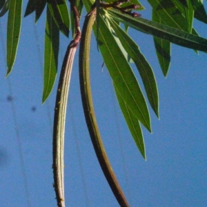 Photographie n°185518 du taxon Nerium oleander L. [1753]