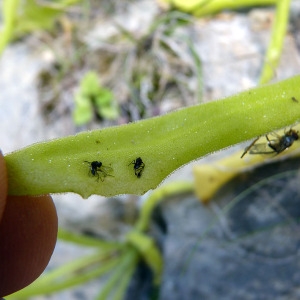  - Pinguicula longifolia Ramond ex DC. [1805]