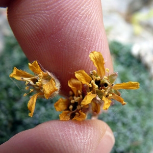Saxifraga aretioides Lapeyr. (Saxifrage de Burser)