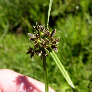 Photographie n°185539 du taxon Cyperus fuscus L. [1753]