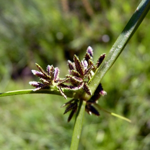 Photographie n°185541 du taxon Cyperus fuscus L. [1753]