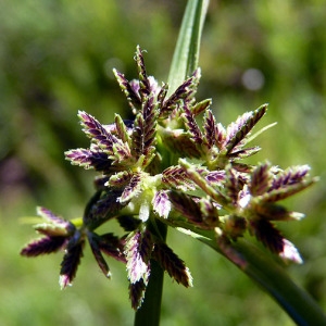 Photographie n°185542 du taxon Cyperus fuscus L. [1753]