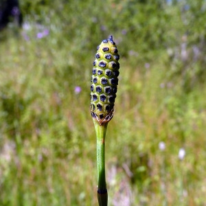 Photographie n°185549 du taxon Equisetum ramosissimum Desf. [1799]