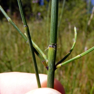 Photographie n°185552 du taxon Equisetum ramosissimum Desf. [1799]