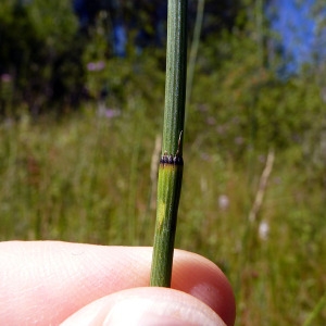 Photographie n°185553 du taxon Equisetum ramosissimum Desf. [1799]