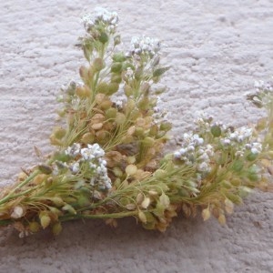 - Lepidium latifolium L. [1753]