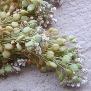 Photographie n°185558 du taxon Lepidium latifolium L. [1753]