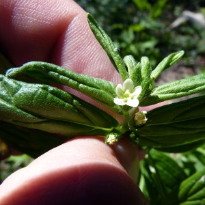 Photographie n°185559 du taxon Lithospermum officinale L. [1753]