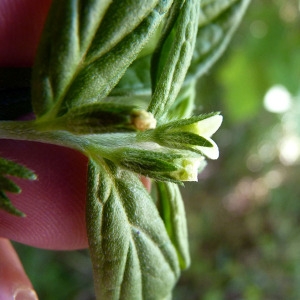 Photographie n°185565 du taxon Lithospermum officinale L. [1753]