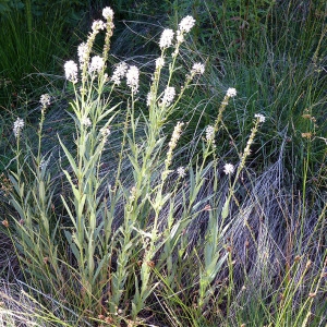 Photographie n°185571 du taxon Lysimachia ephemerum L. [1753]