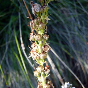 Photographie n°185576 du taxon Lysimachia ephemerum L. [1753]