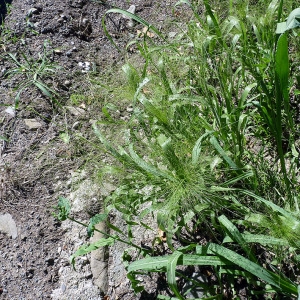 Photographie n°185591 du taxon Panicum miliaceum L. [1753]