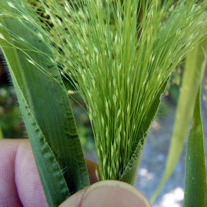 Photographie n°185593 du taxon Panicum miliaceum L. [1753]