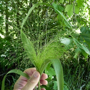 Photographie n°185604 du taxon Panicum miliaceum L. [1753]