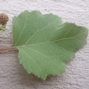 Xanthium sp.