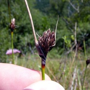Photographie n°185611 du taxon Schoenus nigricans L. [1753]
