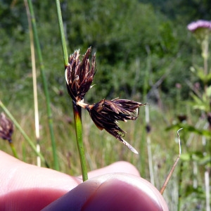 Photographie n°185615 du taxon Schoenus nigricans L. [1753]