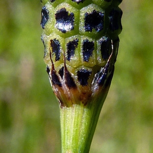 Photographie n°185632 du taxon Equisetum ramosissimum Desf. [1799]