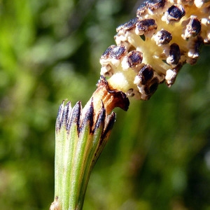 Photographie n°185633 du taxon Equisetum ramosissimum Desf. [1799]