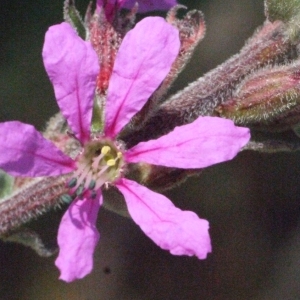 Photographie n°185647 du taxon Lythrum salicaria L.