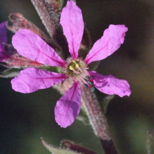 Photographie n°185648 du taxon Lythrum salicaria L.