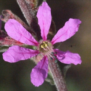 Lythrum spiciforme Dulac (Herbe aux coliques)