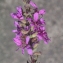  Liliane Roubaudi - Lythrum salicaria L.