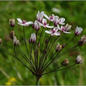 Photographie n°185664 du taxon Butomus umbellatus L. [1753]