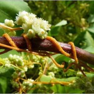 Photographie n°185667 du taxon Cuscuta campestris Yunck. [1932]