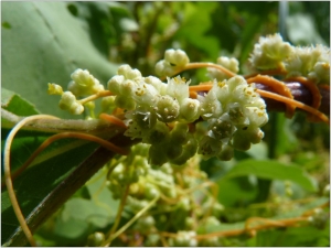 Pat Desnos, le  1 septembre 2013 (Combleux (Ecluses de Combleux))