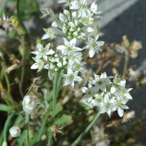 Allium tuberosum Rottler ex Spreng. (Chinese Chives)