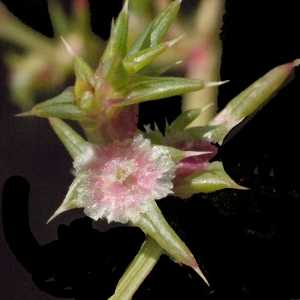 Photographie n°185757 du taxon Salsola kali L. [1753]