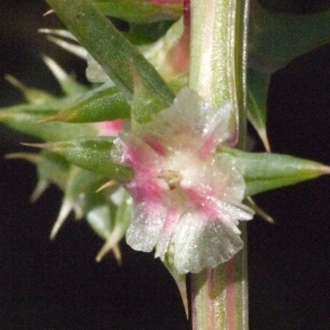 Photographie n°185759 du taxon Salsola kali L. [1753]