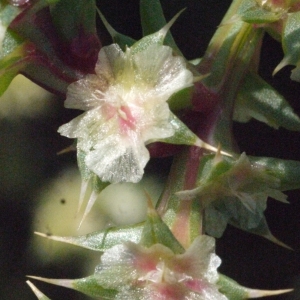 Photographie n°185760 du taxon Salsola kali L. [1753]