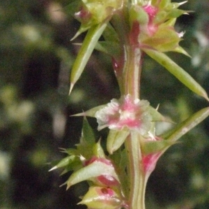 Photographie n°185763 du taxon Salsola kali L. [1753]