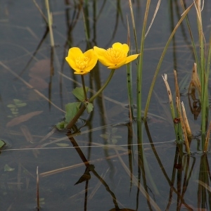 Photographie n°185767 du taxon Caltha palustris L. [1753]