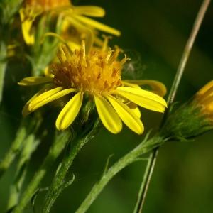 Photographie n°185772 du taxon Senecio erucifolius L. [1755]