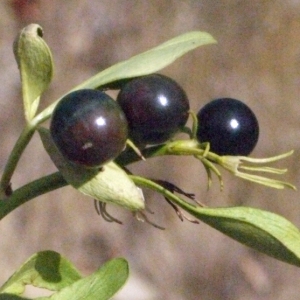 Photographie n°185782 du taxon Jasminum fruticans L. [1753]