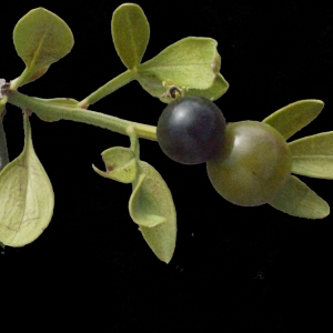 Photographie n°185787 du taxon Jasminum fruticans L. [1753]