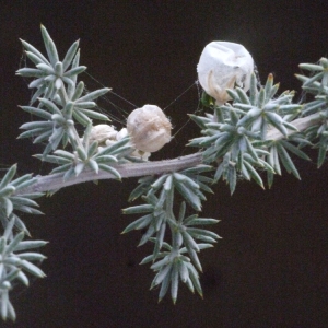 Photographie n°185796 du taxon Asparagus acutifolius L. [1753]